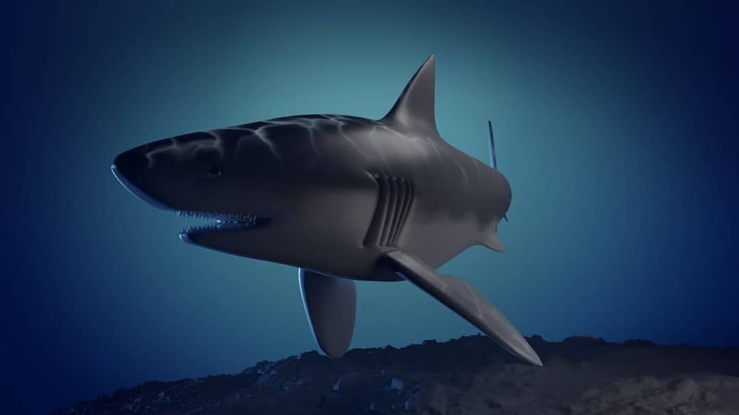 Shark
