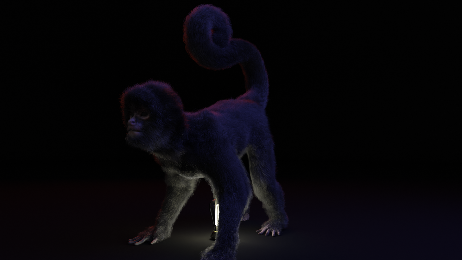 Spider Monkey